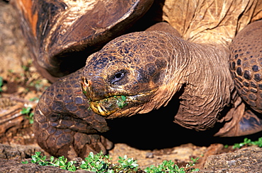 A giant tortoise they only exist here and on one site in Indian Ocean, they can live up to 100 years and weigh up to 250kg (550lb), Galapagos Islands, Ecuador