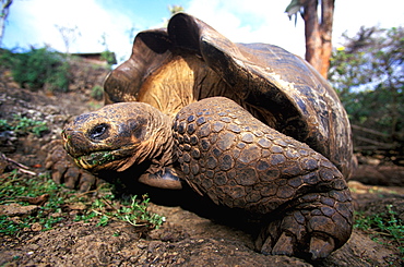 A giant tortoise they only exist here and on one site in Indian Ocean, they can live up to 100 years and weigh up to 250kg (550lb), Galapagos Islands, Ecuador