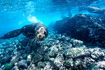 Champion Island Sea Lions Arctocephalus galapagoensis, Galapagos Islands, Ecuador