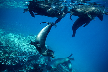 Champion Island Sea Lions Arctocephalus galapagoensis, Galapagos Islands, Ecuador