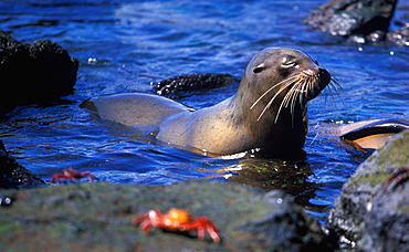 Juvenile sea lion and Sally Light-foot crabs, Galapagos Islands, Ecuador