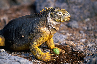 Land Iguana Conolophus subcristatus iguana eating cactus fruit after rolling off thorns on South Plazas Island, Galapagos Islands, Ecuador