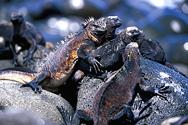 Marine Iguanas, Amblyrhynchus cristatus North Seymour Island, Galapagos Islands, Ecuador