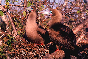 North Seymor Island Booby, Redfooted Sula sula, Galapagos Islands, Ecuador