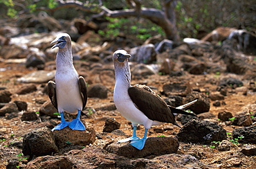 Blue-footed Booby, Sula nebouxii excisa adult pair on North Seymour Island, Galapagos Islands, Ecuador