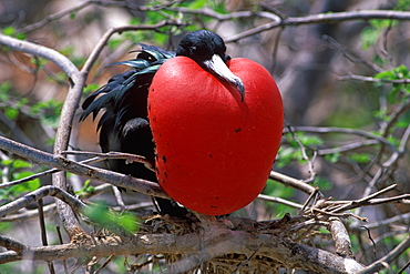 Magnificent Frigatebird Fregata magnificens male with inflated red gular pouch during the mating season on North Seymour Island, Galapagos Islands, Ecuador