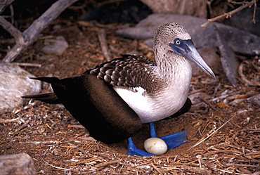 Espanola Island Booby, Blue-footed Sula nebouxii, Galapagos Islands, Ecuador