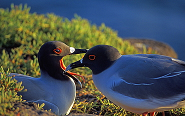 Galapagos Gulls, Swallowtailed Creagrus furcatus, Galapagos Islands, Ecuador