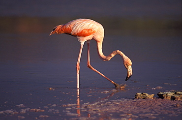 Galapagos Flamingo Phoenicopterus ruber, Galapagos Islands, Ecuador