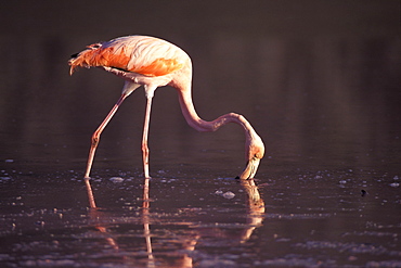 Galapagos Flamingo Phoenicopterus ruber, Galapagos Islands, Ecuador