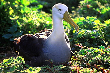 Espanola Island Albatross, Waved Diomedea irrorata, Galapagos Islands, Ecuador