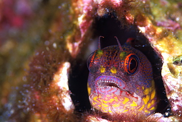 Espanola Island Blenny, Galapagos Barnacle Acanthemblemaria castroi, Galapagos Islands, Ecuador