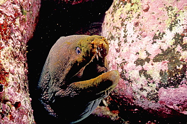 Galapagos Eel, Panamic Green Moray Gymnothorax castaneus, Galapagos Islands, Ecuador