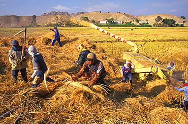 Separating rice from chaff during harvest in fields between Trujillo and Chiclayo a rich area that produces most of Peru's rice, North Coast, Peru