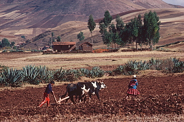 Farmers using a traditional oxen team to pull a plow in their fields near Cuzco in the Cordillera de Urubamba, Highlands, Peru