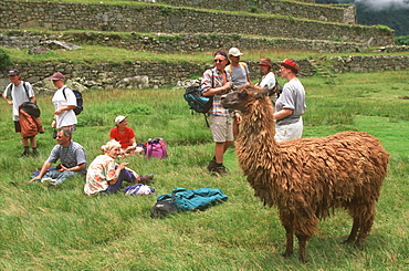 Llamas with tourists at Machu Picchu the ancient city of the Inca, Andes Mountains, Highlands, Peru