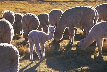 Alpacas grazing on the Altiplano between Cuzco and Puno, Altiplano, Peru