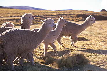 Alpacas grazing on the Altiplano between Cuzco and Puno, Altiplano, Peru