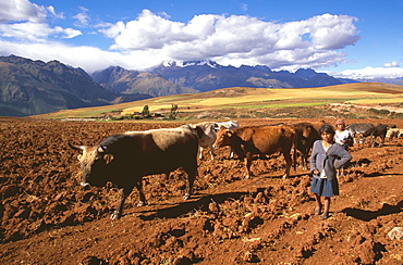 Children herding livestock across highland plateau above the Sacred Valley of the Inca near the village of Maras, north of Cuzco, Highlands, Peru