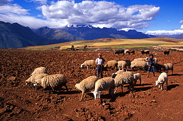 Children herding livestock across highland plateau above the Sacred Valley of the Inca near the village of Maras, north of Cuzco, Highlands, Peru