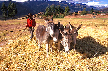 A farmer using his donkey team to thresh barley on his farm near Maras on plateau above the Sacred Valley, north of Cuzco, Highlands, Peru