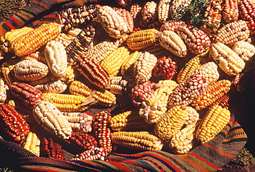 Chincheros a traditional indian village near Cuzco with its famous weekly market vendor selling different types of corn, Highlands, Peru