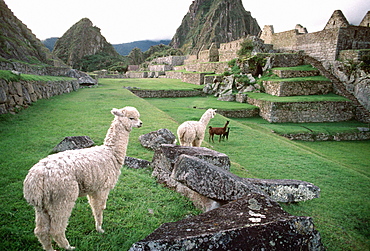 Machu Picchu the ancient Incan city with above the Rio Urubamba in the Vilcabamba Mountains llamas grazing within the site, Highlands, Peru