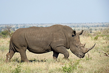 White rhinoceros (Ceratotherium simum), Kruger National Park, South Africa, Africa