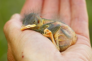 Baby western bluebird (Sialia mexicana), Douglas County, Colorado, United States of America, North America