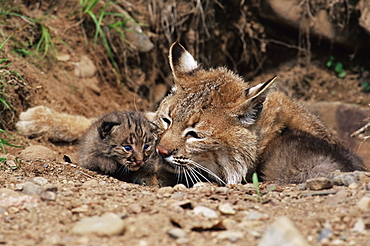 Bobcat  (Lynx nufus) mother with 21 day old kittens, in captivity, Sandstone, Minnesota, United States of America, North America