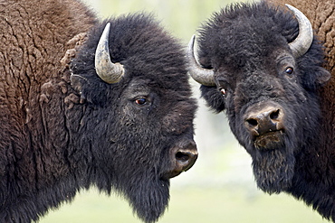 Two bison (Bison bison) bulls facing off, Yellowstone National Park, Wyoming, United States of America, North America