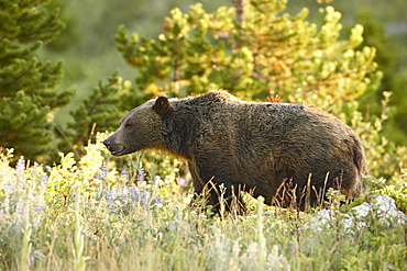 Grizzly bear (Ursus horribilis), Glacier National Park, Montana, United States of America, North America