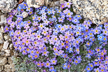 Alpine forget-me-not (Eritrichium nanum), Mount Evans, Colorado, United States of America, North America