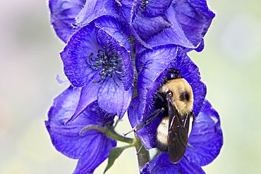 Western monkshood or Aconite (Aconitum columbianum) with a bumble bee, Yankee Boy Basin, Uncompahgre National Forest, Colorado, United States of America, North America