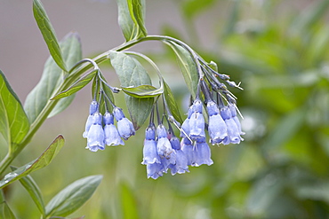 Mountain bluebell (Mertensia ciliata), Yankee Boy Basin, Uncompahgre National Forest, Colorado, United States of America, North America