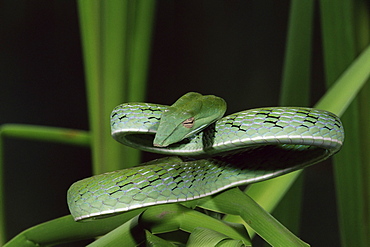 Long-nose vine snake (Ahaetulla prasina), in captivity, from Southeast Asia, Asia