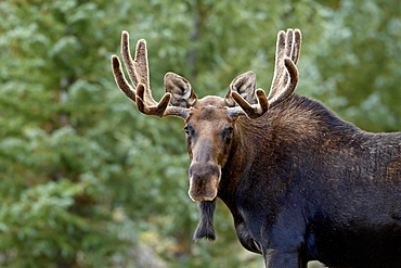 Bull moose (Alces alces), Roosevelt National Forest, Colorado, United States of America, North America