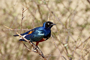 Superb starling (Lamprotornis superbus), Samburu National Reserve, Kenya, East Africa, Africa