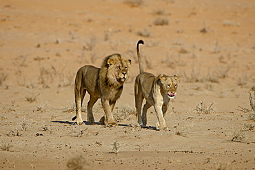 Lion (Panthera leo) pair about to mate, Kgalagadi Transfrontier Park, encompassing the former Kalahari Gemsbok National Park, South Africa, Africa