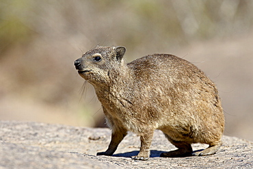 Rock hyrax (rock dassie) (Procavia capensis), Augrabies Falls National Park, South Africa, Africa