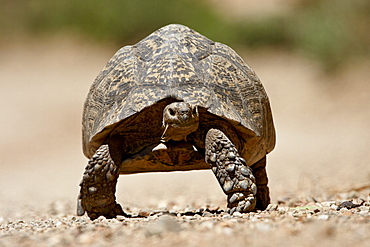 Leopard tortoise (Geochelone pardalis), Swartberg Pass, South Africa, Africa