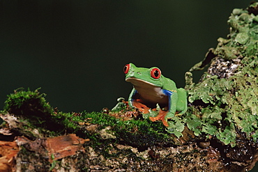 Red eye treefrog (Agalychnis callidryas), in captivity, from Central America