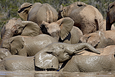 Group of African elephant (Loxodonta africana) mud bathing, Addo Elephant National Park, South Africa, Africa