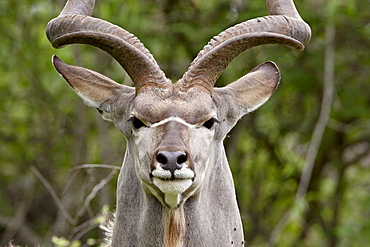 Male greater kudu (Tragelaphus strepsiceros), Kruger National Park, South Africa, Africa