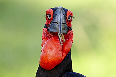 Southern ground-hornbill (ground hornbill) (Bucorvus leadbeateri), Kruger National Park, South Africa, Africa