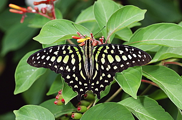 Green jay butterfly (Graphium agamemnon), from the Philippines, in captivity, Chesterfield, Missouri, United States of America, North America
