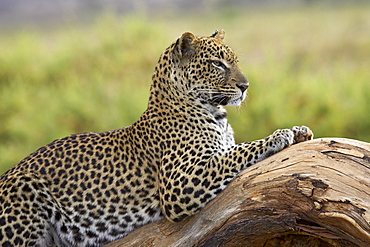 Leopard (Panthera pardus), Samburu National Reserve, Kenya, East Africa, Africa