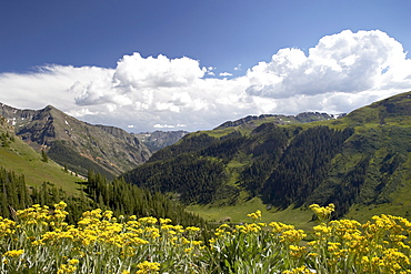 Wildflowers and mountains near Cinnamon Pass, Uncompahgre National Forest, Colorado, United States of America, North America