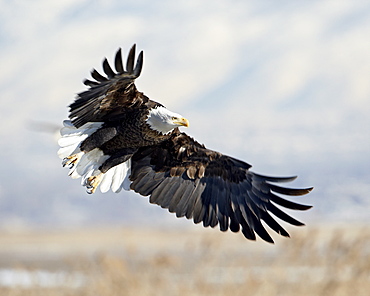 Bald Eagle (Haliaeetus leucocephalus) on approach, Farmington Bay, Utah, United States of America, North America