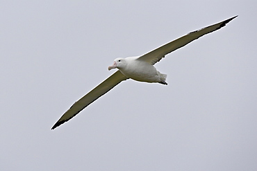 Wandering albatross (Diomedea exulans) soaring, Prion Island, South Georgia, Polar Regions